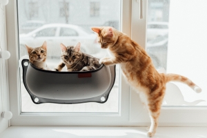 How To Open a Pet Shop in 7 Steps How To Open a Pet Shop in 7 Steps
